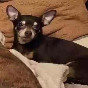 lost female dog bb