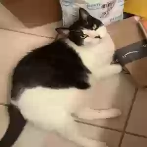 lost male cat benny or beignet