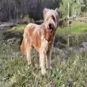 lost female dog molly