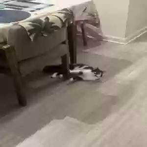 lost female cat unknown
