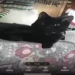 lost male cat louie