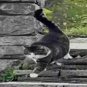 lost female cat romy ballenger