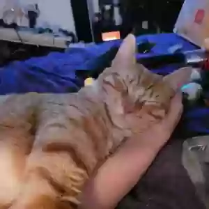 lost female cat kanga