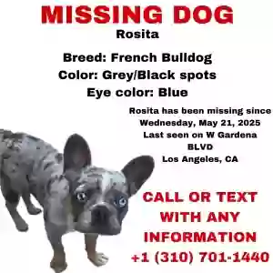 lost female dog rosita