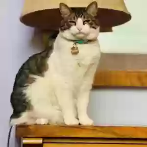 lost male cat bertie