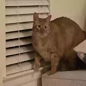 lost male cat mathew