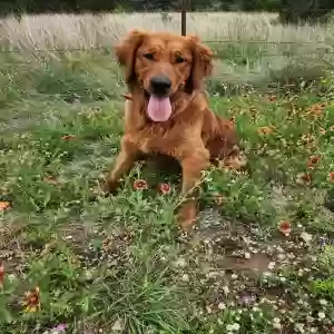 lost male dog whiskey