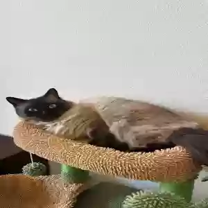 lost male cat mano