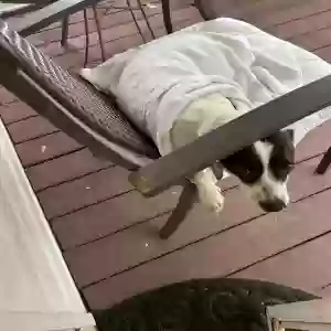 found female dog unknown