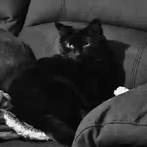 lost male cat petey