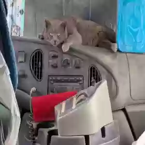 lost male cat smokey