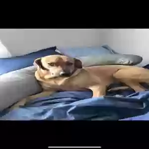 lost male dog sarge