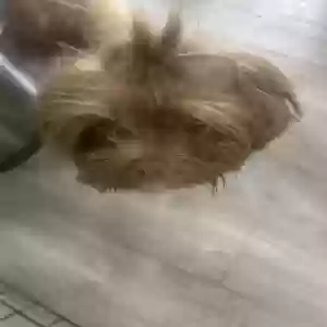 lost female dog dumpling