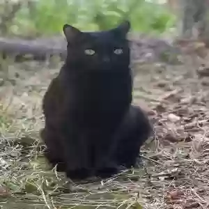lost female cat kiki