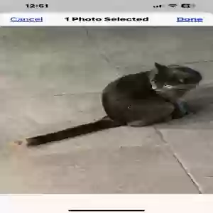 lost female cat chloe