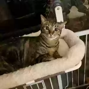lost female cat nala