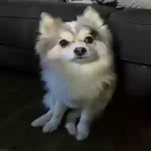 lost female dog tina