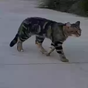 lost male cat duma