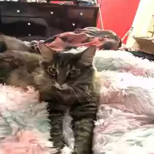 lost female cat koko