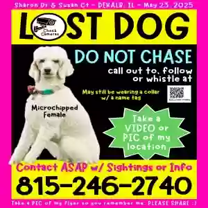 lost female dog dixie