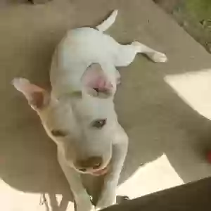 found male dog unknown