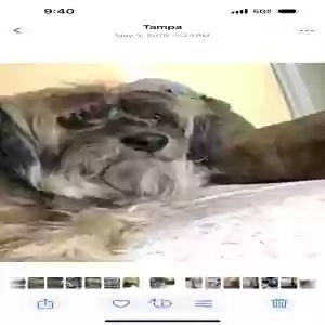 lost male dog baby