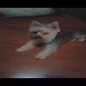 lost male dog doc
