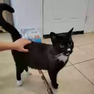 lost male cat unknown
