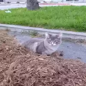 lost female cat matches