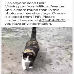 lost female cat cali