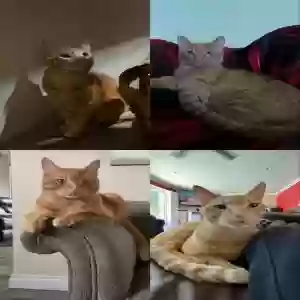 lost male cat simba