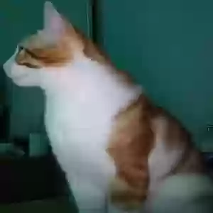 lost male cat jerry