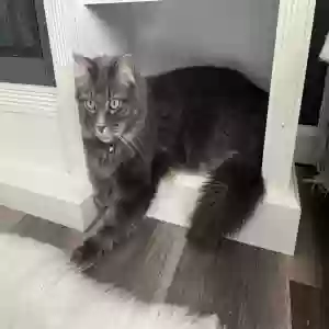 lost male cat moonshine