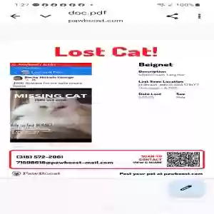 lost male cat beignet