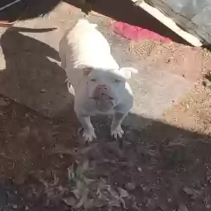 lost male dog pig