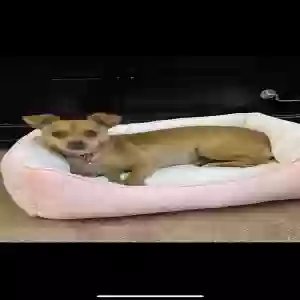 lost female dog dulce
