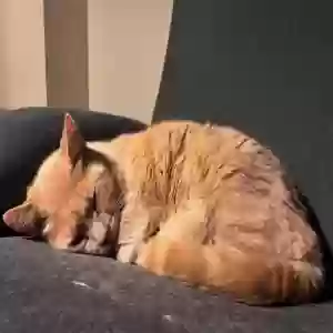 lost male cat unknown