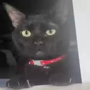 lost male cat kayo