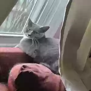 lost female cat gracie