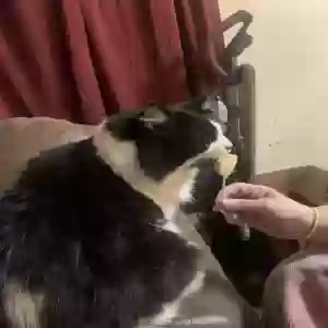 lost female cat momma kitty