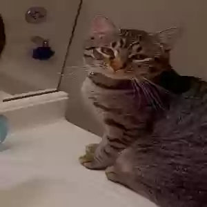 lost male cat theo