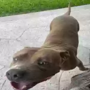 found male dog unknown