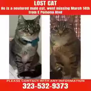 lost male cat dex