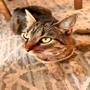 lost female cat cas