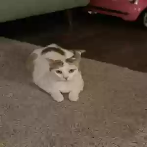 lost female cat victoria