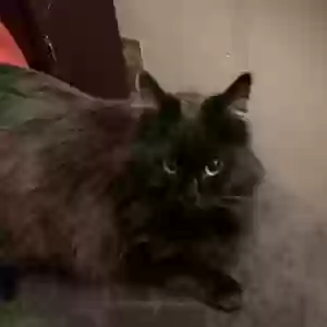 lost female cat unknown