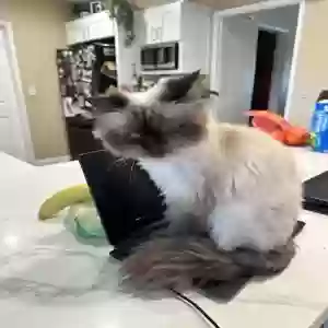 lost female cat lulu