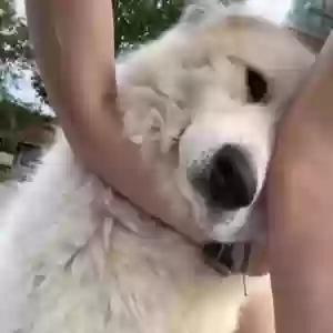 lost female dog annie