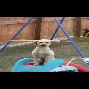 lost female dog lola