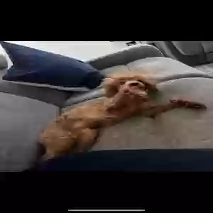 lost female dog ruby